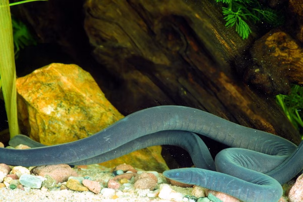 Ếch giun Cayenne (Typhlonectes compressicauda) dài 30-55 cm, được tìm thấy ở vùng Amazon thuộc Brazil, Peru, Colombia, Guyana và Guiana thuộc Pháp. Đây là loài thủy sinh, cư trú ở ở các sông và đầm lầy. Đôi khi người ta thấy chúng được nuôi trong các bể cảnh.