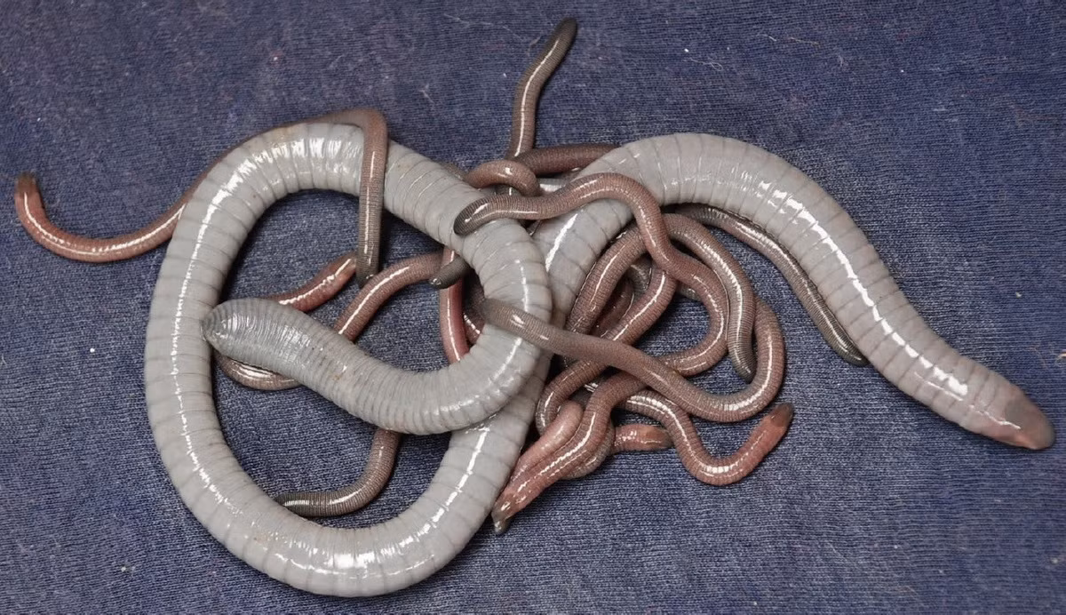 Ếch giun Congo (Herpele squalostoma) dài 65 cm, phân bố ở Tây và Trung Phi. Loài này thuộc nhóm ếch giun có trứng nở và phát triển trong cơ thể con cái, khi sinh ra có hình dạng giống cá thể trưởng thành thu nhỏ.