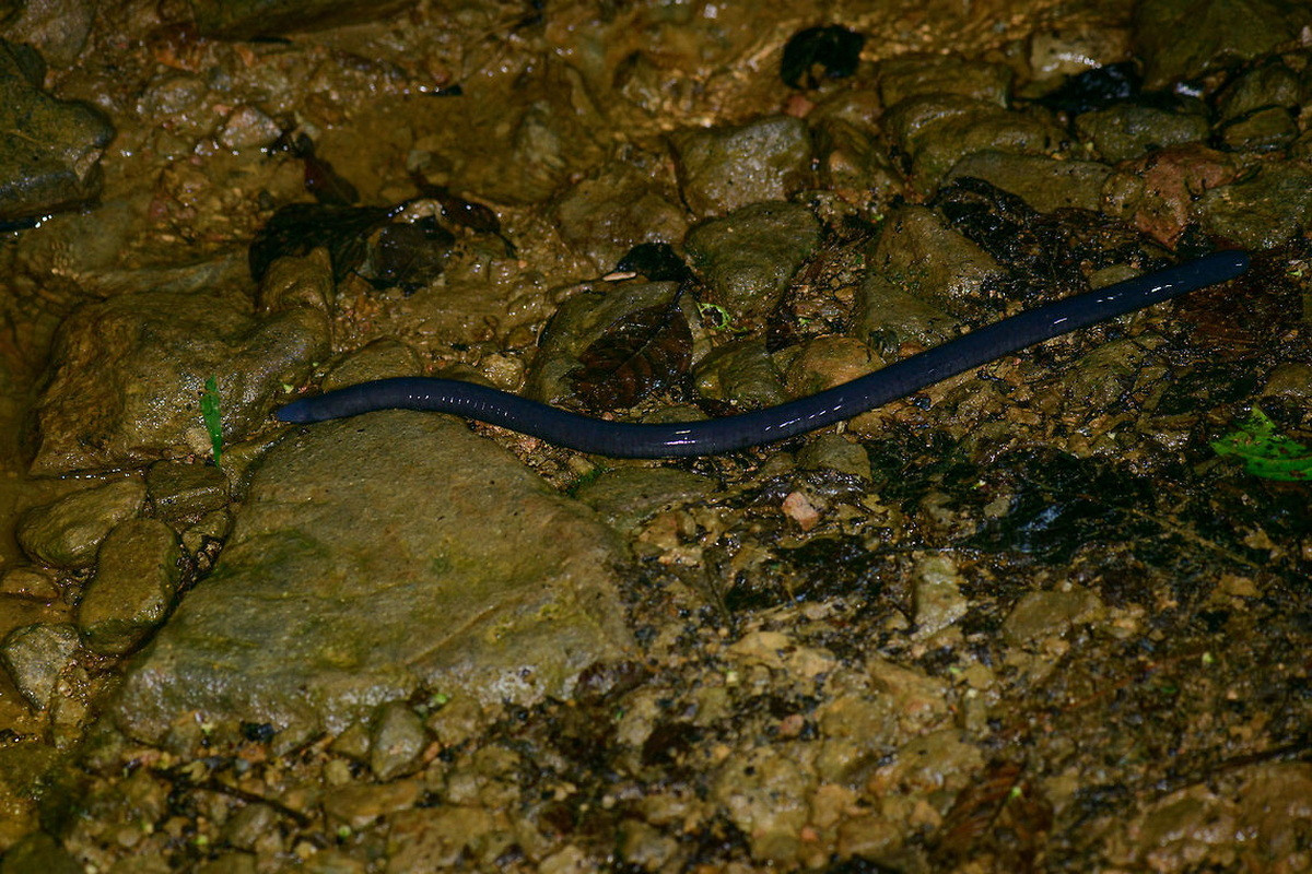 Ếch giun Thompson (Caecilia thompsoni) dài 1,5 mét, là loài đặc hữu của Colombia. Là loài ếch giun lớn nhất thế giới, cá thể trưởng thành của chúng có thể nặng tới 1 kg.