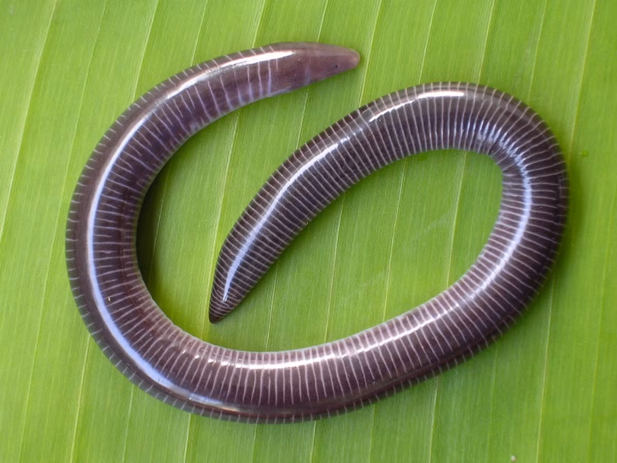 Ếch giun Naraya (Uraeotyphlus narayani) dài 19-24 cm, là loài đặc hữu cùa vùng Tây Ghat của Ấn Độ. Loài này và các họ hàng có xúc tu ở phía dưới mũi để hỗ trợ cho việc kiếm ăn.