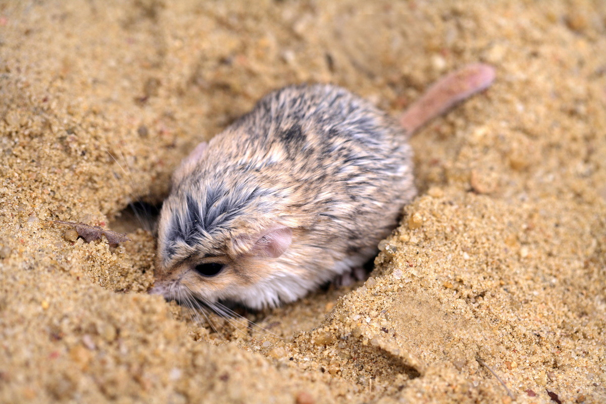 Chuột cát đuôi mập (Pachyuromys duprasi) dài 10-13 cm, được tìm thấy ở phía Bắc sa mạc Sahara. Giống như nhiều loài thú nhỏ sống ở sa mạc, loài này tích chất béo trong đuôi. Cái đuôi không có lông cũng cho phép tỏa nhiệt khi nhiệt độ môi trường cao.