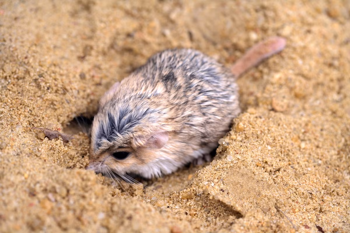 Chuột cát đuôi mập (Pachyuromys duprasi) dài 10-13 cm, được tìm thấy ở phía Bắc sa mạc Sahara. Giống như nhiều loài thú nhỏ sống ở sa mạc, loài này tích chất béo trong đuôi. Cái đuôi không có lông cũng cho phép tỏa nhiệt khi nhiệt độ môi trường cao.