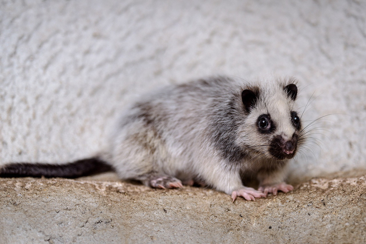 Chuột cây đuôi mảnh Bắc Luzon (Phloeomys pallidus) dài 25-45 cm, là loài đặc hữu ở phía Bắc đảo Luzon, Philippines. Loài này dành phần lớn cuộc sống trên những cây gỗ cao. Chúng hoạt động về đêm, ăn nhiều loài thực vật khác nhau.