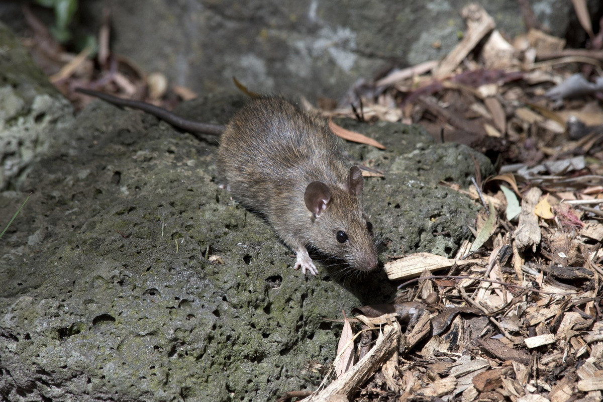 Chuột thường (Rattus rattus) dài 15-24 cm, phổ biến toàn cầu. Thường được gọi là "chuột nhà", loài này có khả năng sinh sôi nảy nở trên tàu thủy. Chúng chính là loài mang bọ chét làm lây lan bệnh dịch hạch.