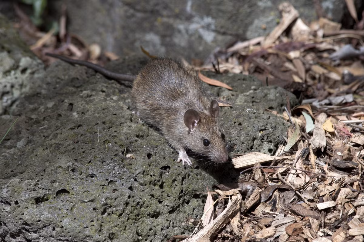 Chuột thường (Rattus rattus) dài 15-24 cm, phổ biến toàn cầu. Thường được gọi là "chuột nhà", loài này có khả năng sinh sôi nảy nở trên tàu thủy. Chúng chính là loài mang bọ chét làm lây lan bệnh dịch hạch.