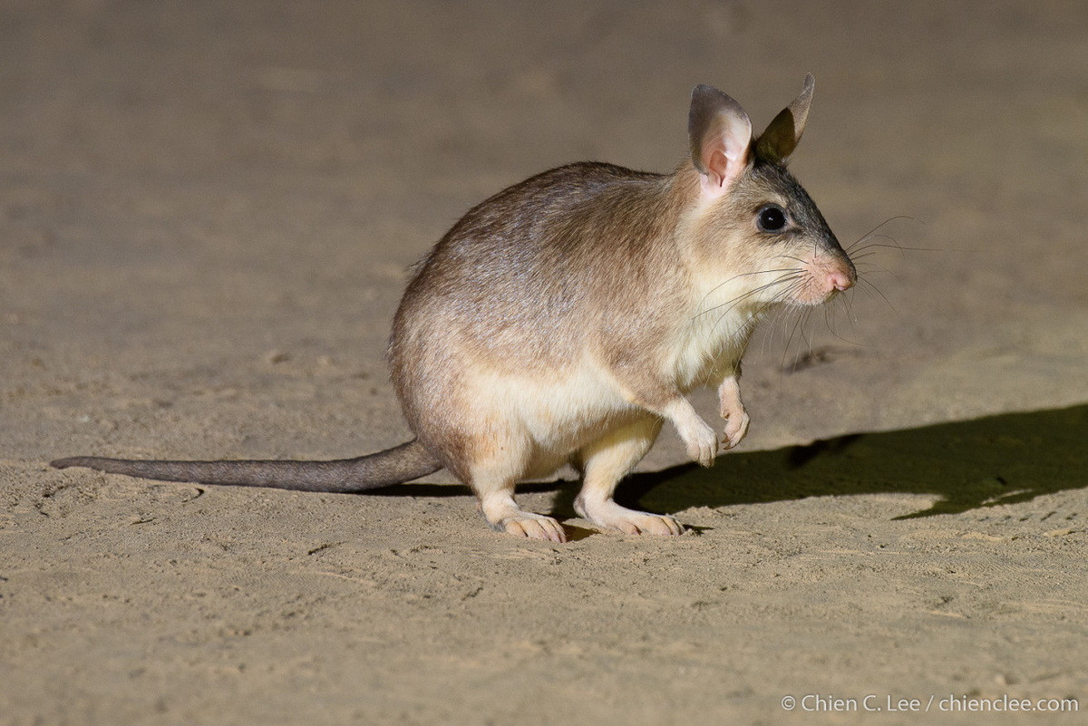 Chuột nhảy lớn Madagascar (Hypogeomys antimena) dài 30-35 cm, là động vật gặm nhấm lớn nhất đảo Madagascar. Chúng chỉ xuất hiện ở các khu rừng cát ven biển phía Tây của hòn đảo có hệ sinh thái đặc biệt này.