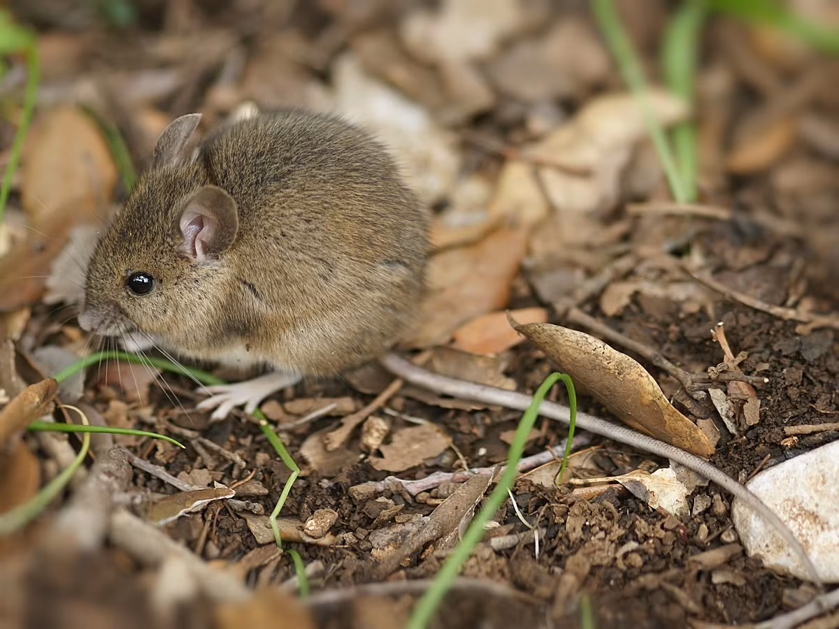 Chuột đồng đuôi dài (Apodemus sylvaticus) dài 9-11 cm, là loài chuột hoang dã phổ biến nhất châu Âu. Chúng được nhìn thấy ở tất cả các sinh cảnh trên cạn, bao gồm cả núi cao.
