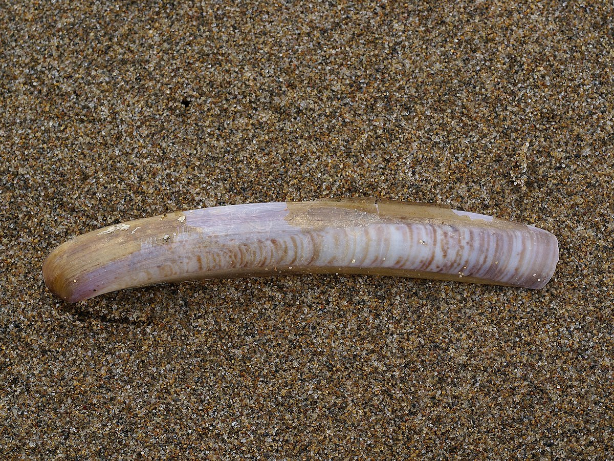 Móng tay silic (Ensis siliqua) dài 15-20 cm, phân bố ở Đông Bắc Đại Tây Dương. Loài này sống trong hang, hô hấp qua ống xi-phông trồi lên, nhưng rút xuống nhanh bằng chân cơ khi bị làm phiền.