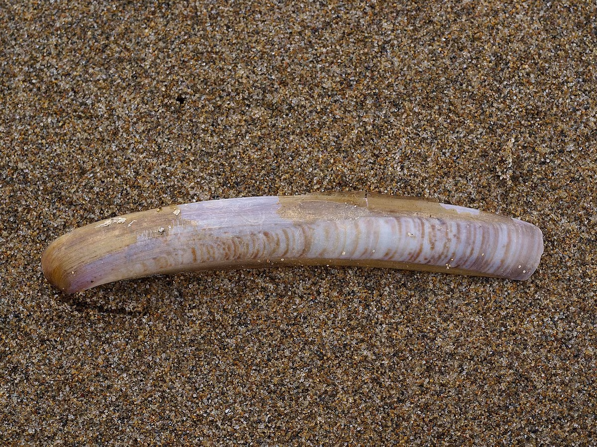 Móng tay silic (Ensis siliqua) dài 15-20 cm, phân bố ở Đông Bắc Đại Tây Dương. Loài này sống trong hang, hô hấp qua ống xi-phông trồi lên, nhưng rút xuống nhanh bằng chân cơ khi bị làm phiền.