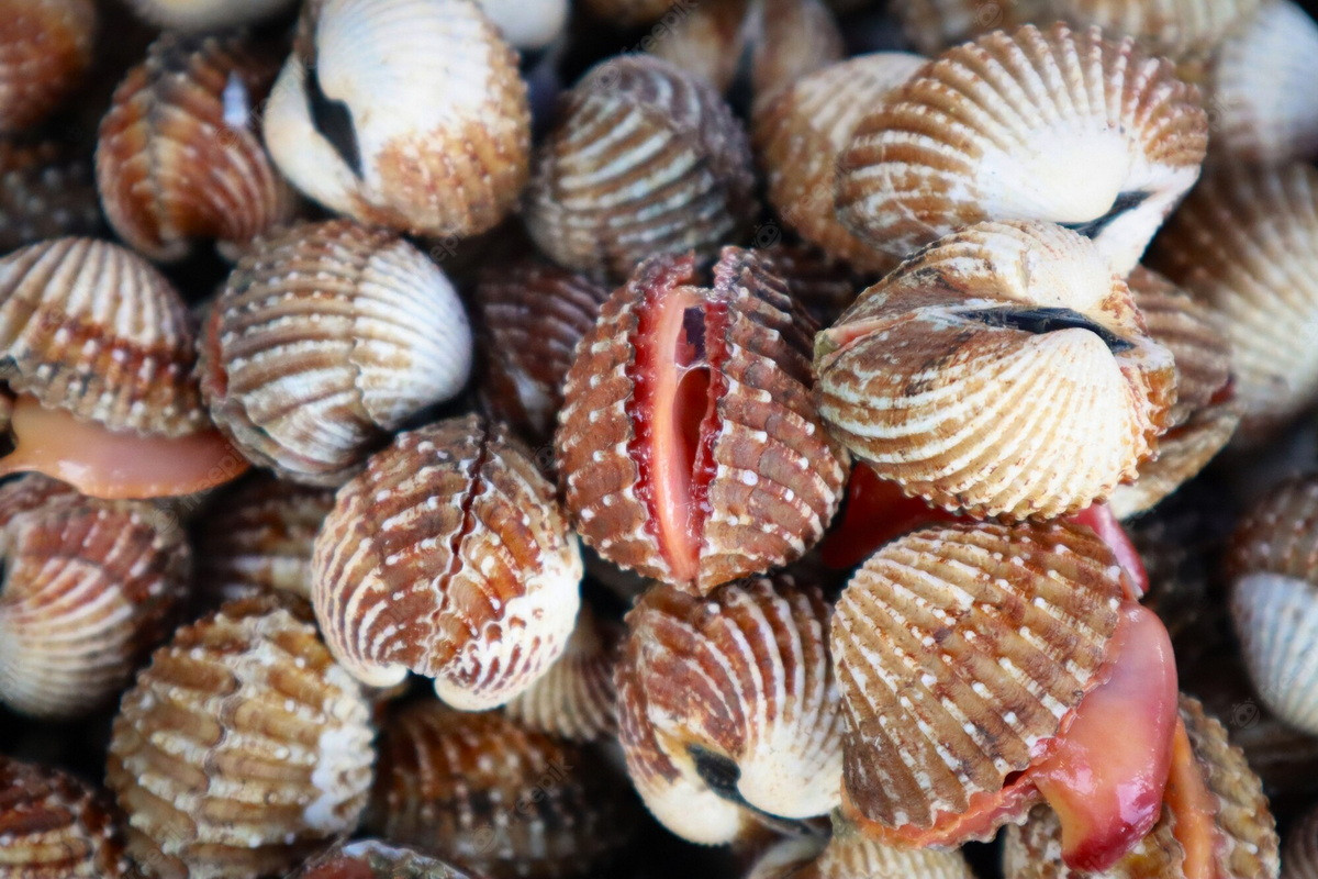 Sò huyết (Anadara granosa) dài 5-6 cm, phố biến ở Ấn Độ Dương - Thái Bình Dương. Có phần thịt đỏ như máu, chúng là một hải sản có giá trị, được nuôi trồng trên quy mô lớn ở châu Á.