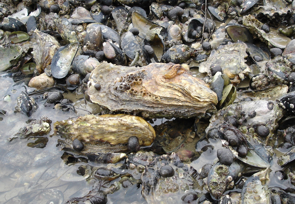 Hàu Thái Bình Dương (Crassostrea gigas) dài 8-40 cm, có nguồn gốc từ bờ biển Thái Bình Dương của Châu Á. Là hải sản quan trọng, loài hai mảnh vỏ có vẻ ngoài không mấy bắt mắt này đã được du nhập vào châu Âu và Australia.