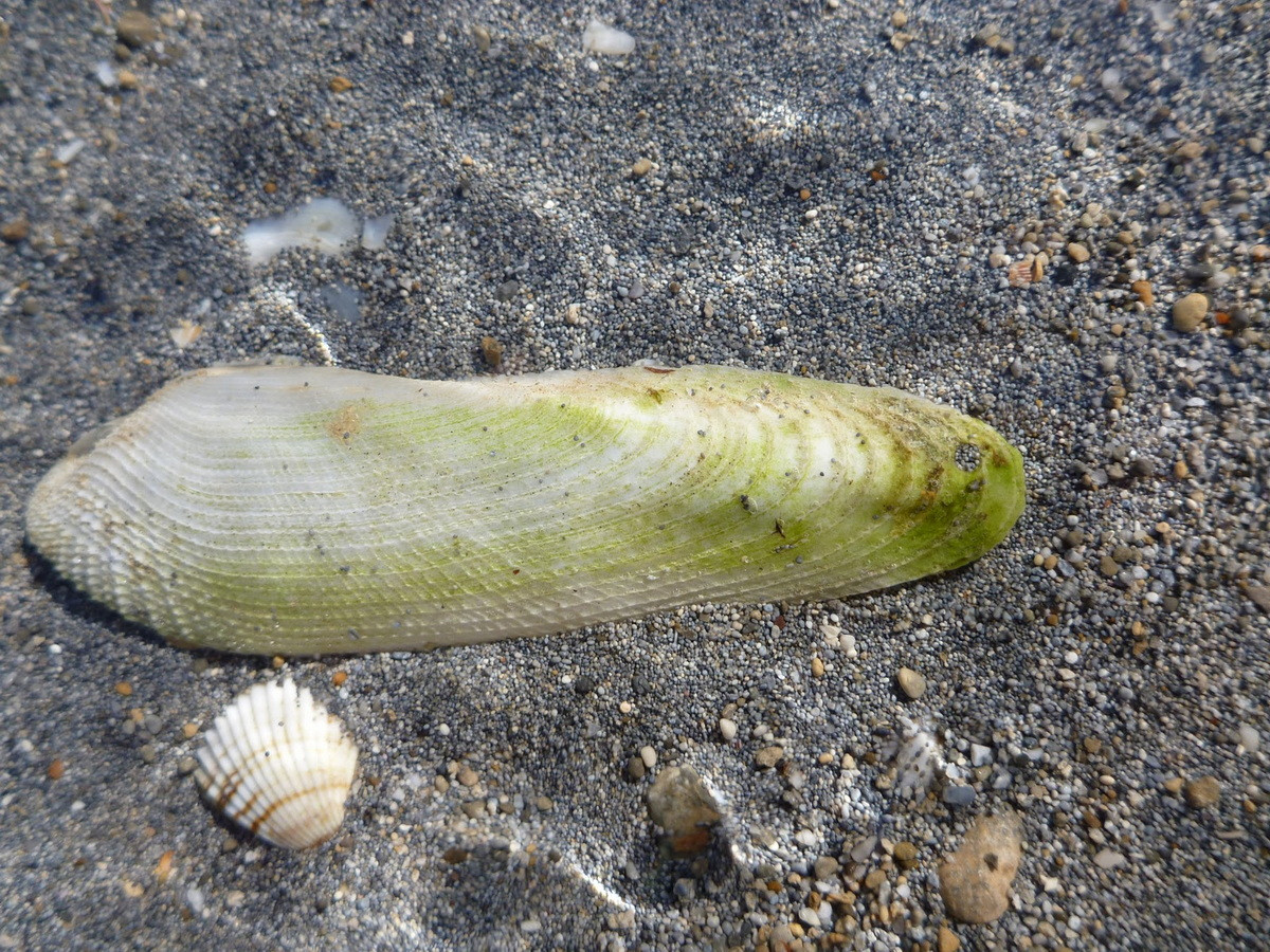 Hà phát quang (Pholas dactylus) dài 12-15 cm, phổ biến ở Đông Bắc Đại Tây Dương. Sống trong hang được khoét vào gỗ hay đất sét, loài này có khả năng phát ra ánh sáng huỳnh quang.