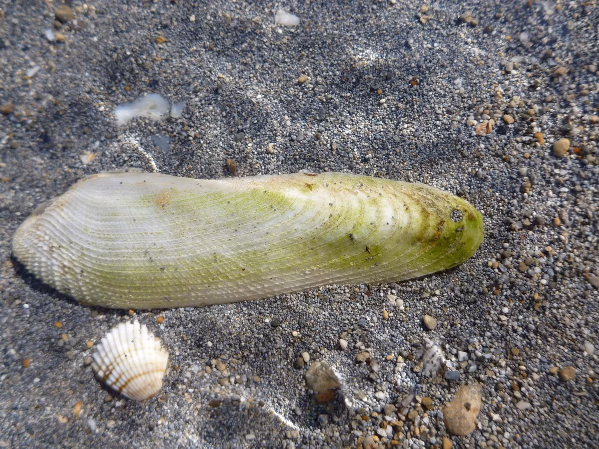 Hà phát quang (Pholas dactylus) dài 12-15 cm, phổ biến ở Đông Bắc Đại Tây Dương. Sống trong hang được khoét vào gỗ hay đất sét, loài này có khả năng phát ra ánh sáng huỳnh quang.