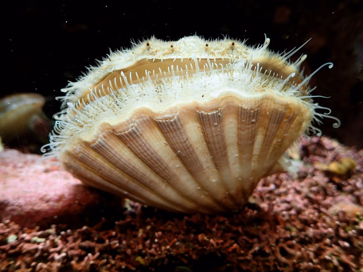 Điệp lớn (Pecten maximus) dài 12-15 cm, cư trú trong cát mịn ở các vùng bờ biển châu Âu. Loài động vật thân mềm hai mảnh vỏ này có thể bơi lội tự do và có phản xạ trốn thoát bằng phản lực.