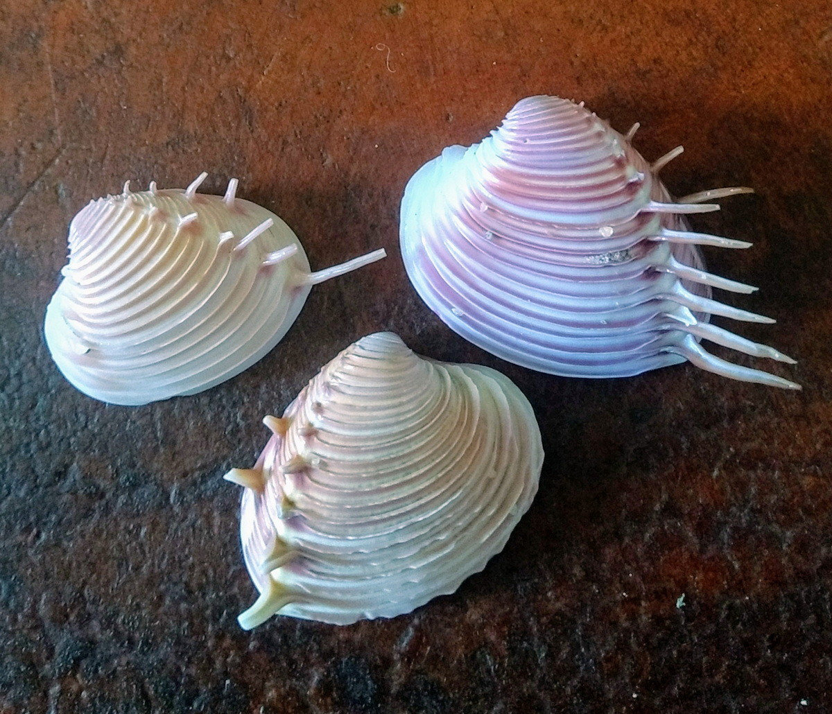 Ngao vệ nữ gai lược (Pitar dione) dài 2,5-3 cm, phân bố ở vùng bờ biển nhiệt đới châu Mỹ. Chúng có hình dạng dễ nhận biết, với hàng gai giống răng lược chạy trên vỏ.