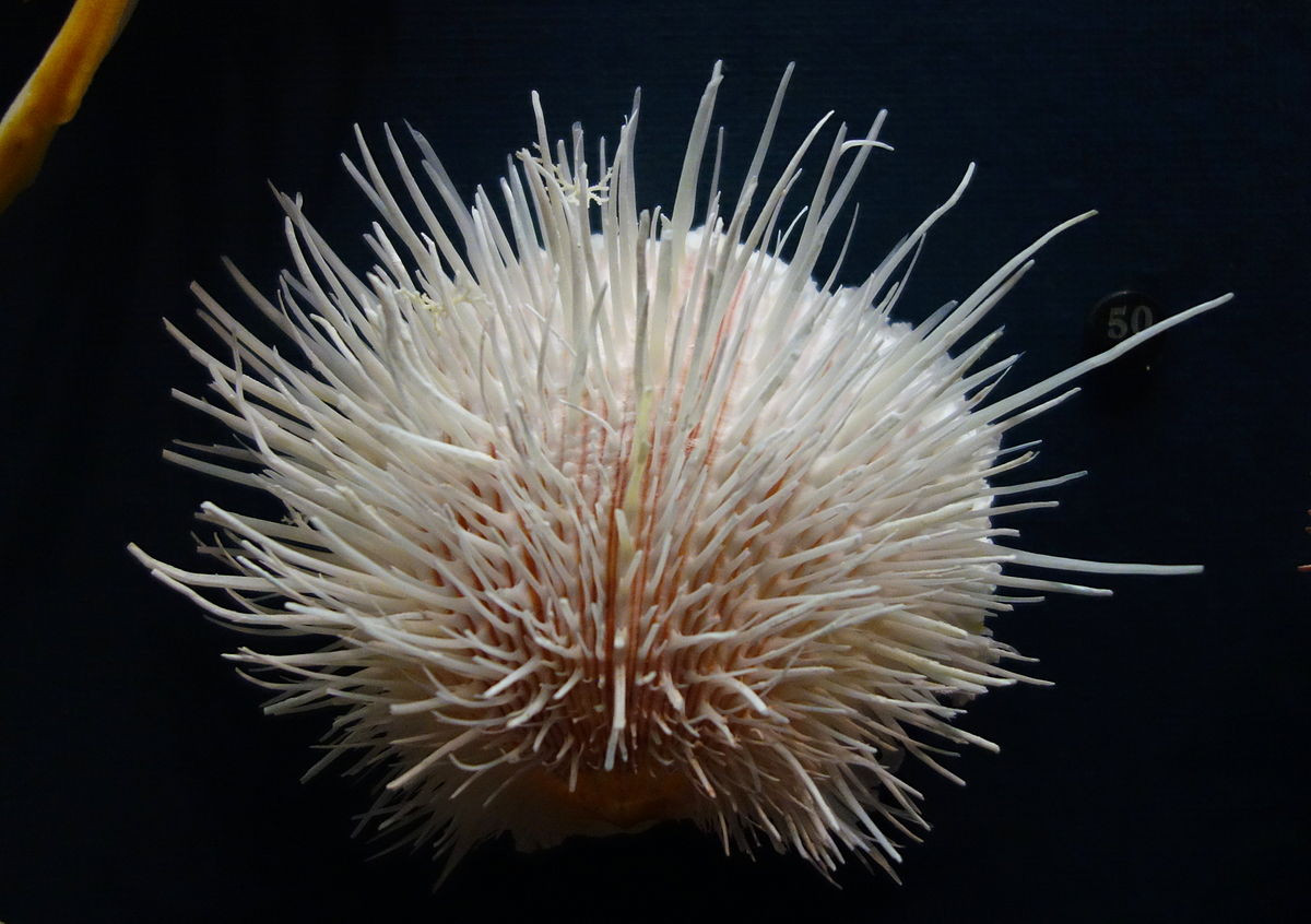 Hàu lưỡi mèo (Spondylus linguafelis) dài 10-12 cm, phân bố ở vùng biển Thái Bình Dương. Mặt ngoài vỏ của chúng có nhiều gai tua tủa, trông giống bề mặt lưỡi các loài họ Mèo.