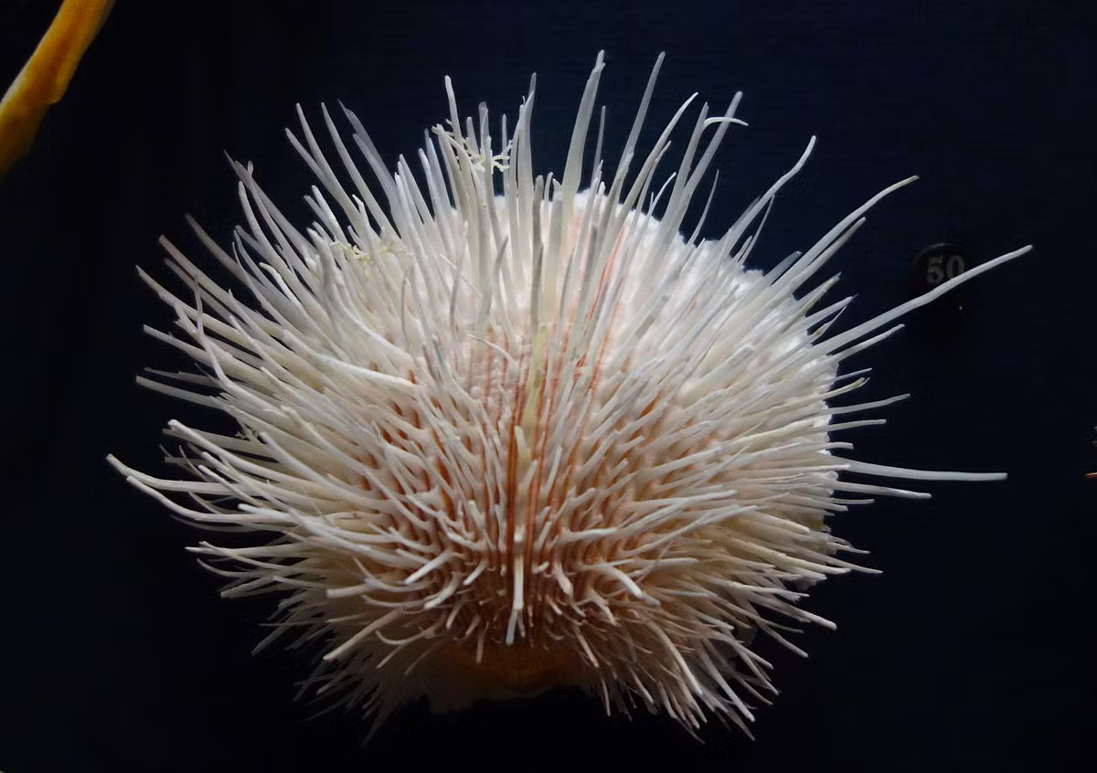 Hàu lưỡi mèo (Spondylus linguafelis) dài 10-12 cm, phân bố ở vùng biển Thái Bình Dương. Mặt ngoài vỏ của chúng có nhiều gai tua tủa, trông giống bề mặt lưỡi các loài họ Mèo.