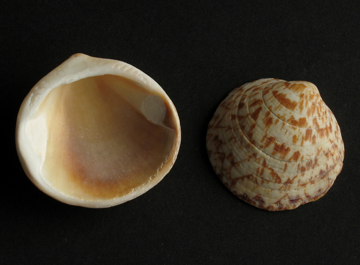 Sò chó châu Âu (Glycymeris glycymeris) dài 5-6 cm, phân bố ở Đông Bắc Đại Tây Dương. Loài sò hình tròn này là hải sản được đánh bắt phố biến ở châu Âu. Thịt của chúng có vị ngọt hấp dẫn, nhưng sẽ bị dai khi nấu chín quá.