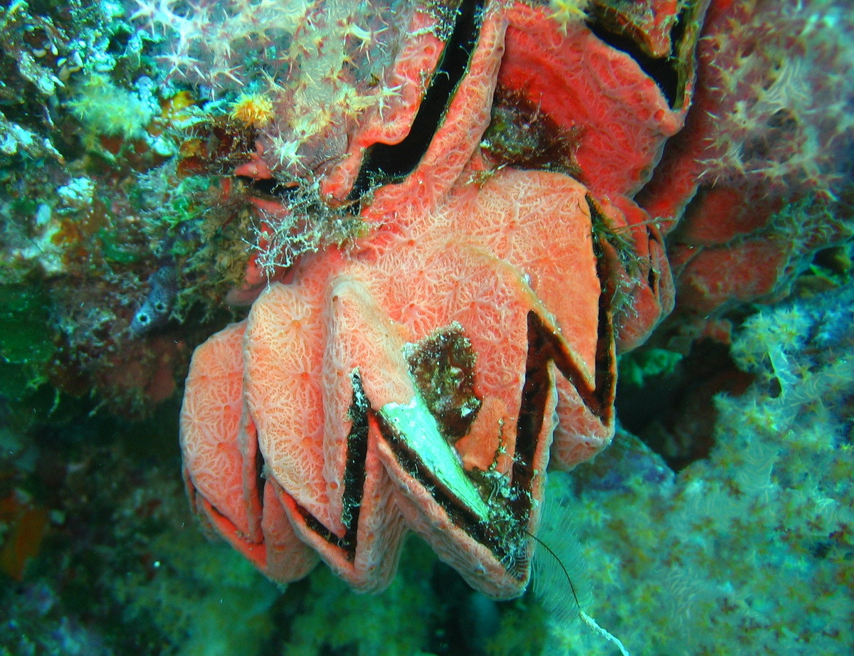 Hàu mào gà (Lopha cristagalli) dài 10-12 cm, phổ biến ở khu vực Ấn Độ Dương - Thái Bình Dương. Sống ở rạn san hô, loài hàu này được nhận biết nhờ mép vỏ có hình zig-zag đặc trưng.