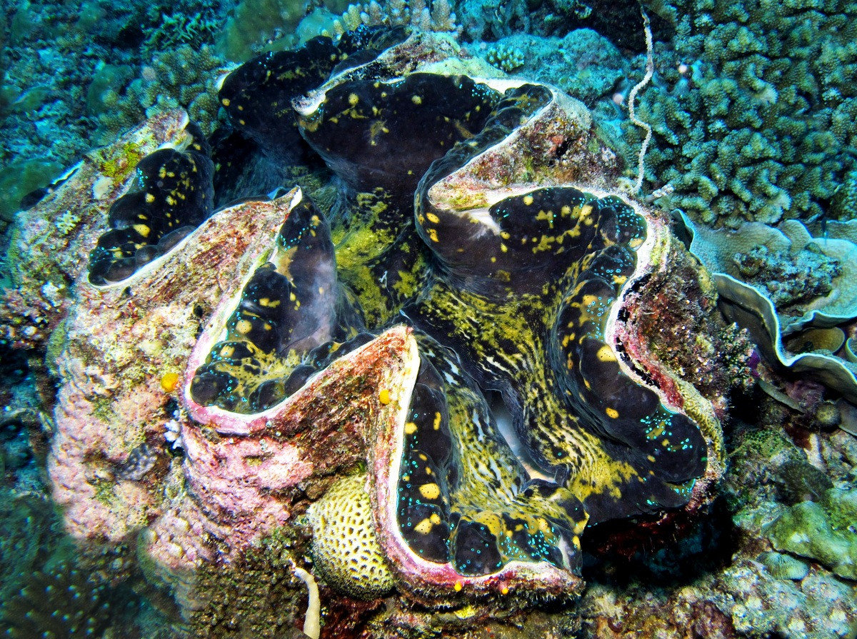 Trai tai tượng (Tridacna gigas) dài 1-1,4 mét, cư trú ở các rạn san hô trên đáy biển cát ở Ấn Độ Dương - Thái Bình Dương, Loài động vật thân mềm hai mảnh vỏ lớn nhất thế giới này có thể sống rất lâu. Chúng là loài nguy cấp do tốc độ sinh sản chậm và bị khai thác quá mức.