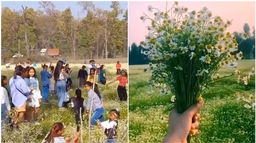 Noi TikToker gay thiet hai hang chuc nghin USD cua nguoi dan