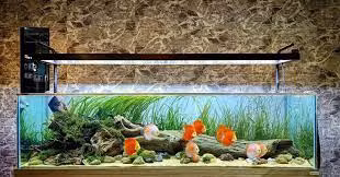  Phong thủy bể cá. Ngày nay những bể cá phong thủy không chỉ trang trí ngôi nhà, thỏa mãn đam mê của những ai yêu cá mà còn giúp đem lại tài lộc, may mắn cho gia chủ. Và theo đó, khi chơi hồ cá phong thủy cần rất nhiều các yếu tố: hướng đặt bể cá, kích thước hồ cá theo phong thủy, số cá hay là các sinh vật biển bên trong.