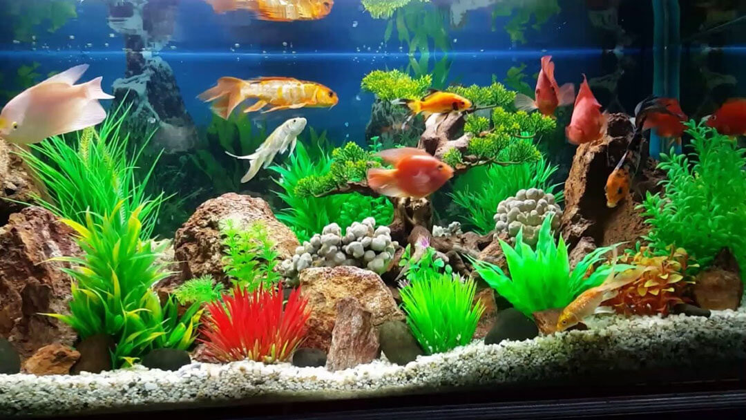 Nếu đặt bể cá phong thủy ở phòng khách thì bạn cần tránh đặt dưới bàn thờ, vì bàn thờ thường là nơi thiêng liêng, chứa khói hương. Nên nếu rơi xuống hồ cá vừa mất vệ sinh, khiến cho cá chết vừa ảnh hưởng đến phong thủy, đem lại những điều không may mắn cho gia chủ. 