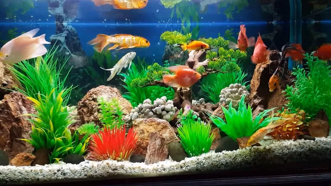 Nếu đặt bể cá phong thủy ở phòng khách thì bạn cần tránh đặt dưới bàn thờ, vì bàn thờ thường là nơi thiêng liêng, chứa khói hương. Nên nếu rơi xuống hồ cá vừa mất vệ sinh, khiến cho cá chết vừa ảnh hưởng đến phong thủy, đem lại những điều không may mắn cho gia chủ. 