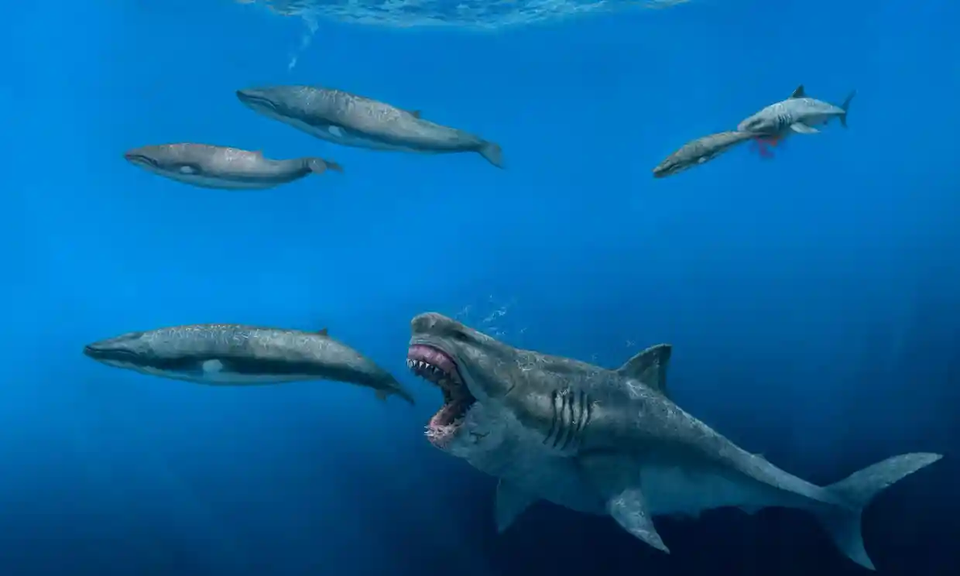 Sieu ca map megalodon co the an ca voi sat thu trong 5 nhat can