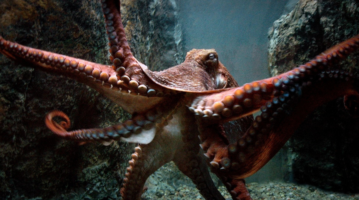 Trong các thử nghiệm ở phòng thí nghiệm, bạch tuộc khổng lồ Thái Bình Dương đã chứng tỏ được trí thông minh cao, với khả năng học được cách mở nắp hũ, giải các "câu đố" với phần thưởng là thức ăn.