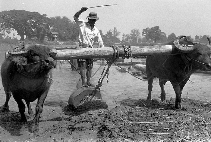 Người nông dân cày ruộng bằng trâu ở Pagan.