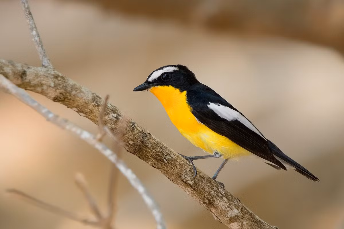 Đớp ruồi vàng (Ficedula zanthopygia) dài 13-14 cm, là loài dừng chân trên đường di cư, không phổ biến tại Tây Bắc, Đông Bắc, Bắc và Trung Trung Bộ (VQG Hoàng Liên Sa Pa, Tam Đảo, Cúc Phương). Chúng sống ở rừng lá rộng thường xanh, bìa rừng, rừng trồng, vườn nhà, rừng ngập mặn... trong mùa di cư.