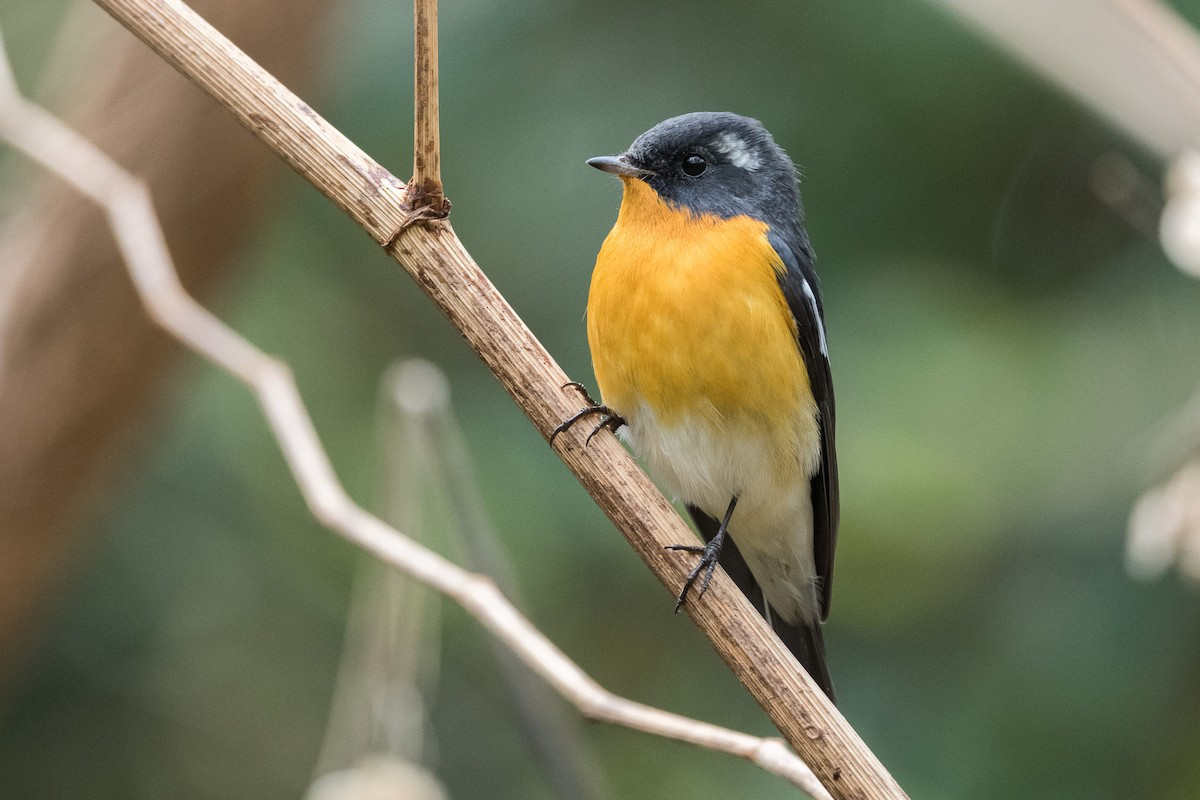 Đớp ruồi Mugi (Ficedula mugimaki) dài 13-14 cm, là loài trú đông hiếm đến tương đối phổ biến tại Trung, Nam Trung Bộ, di cư hiếm đến không phổ biến tại Tây Bắc và Đông Bắc. Chúng được ghi nhận ở rừng lá rộng thường xanh, rừng thông, rừng trồng. công viên, vườn... trong mùa di cư.