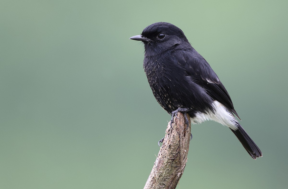 Sẻ bụi đen (Saxicola caprata) dài 13-14 cm, là loài định cư không phổ biến đến phổ biến tại Tây Bắc, Trung, Nam Trung Bộ và Nam Bộ, di cư không sinh sản tại Đông Bắc (khu BTTN Mường Nhé). Chúng sống ở khu vực trống trải, đất canh tác, trảng cỏ, cây bụi.