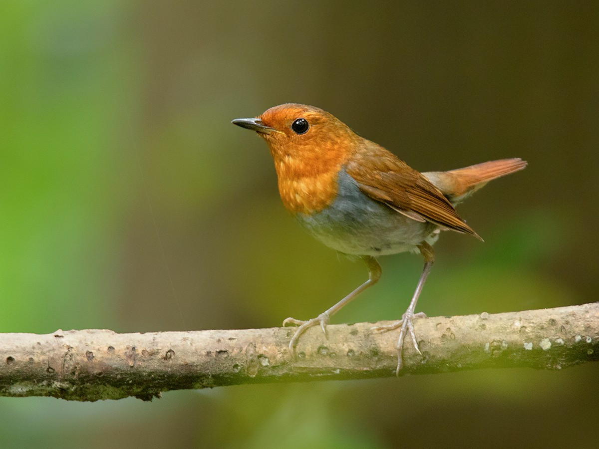 Oanh Nhật Bản (Luscinia akahige) dài 14-15 cm, là loài trú đông hiếm tại Đông Bắc và Trung Trung Bộ. Chúng xuất hiện ở rừng lá rộng thường xanh, công viên, vườn... trong khi di chuyển.