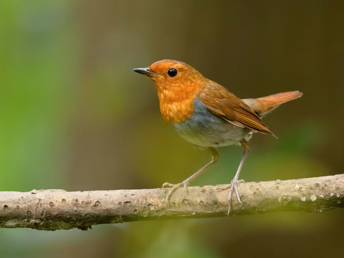 Oanh Nhật Bản (Luscinia akahige) dài 14-15 cm, là loài trú đông hiếm tại Đông Bắc và Trung Trung Bộ. Chúng xuất hiện ở rừng lá rộng thường xanh, công viên, vườn... trong khi di chuyển.