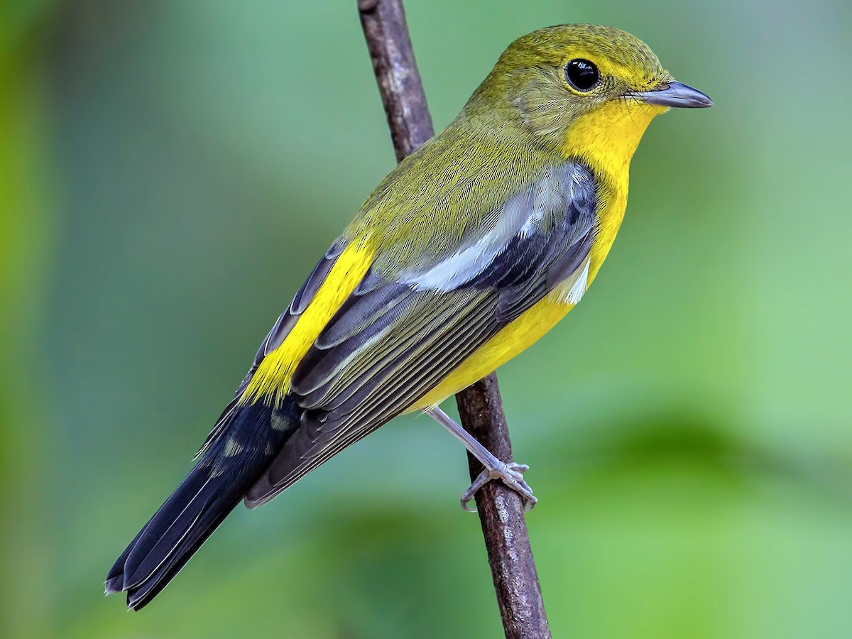 Đớp ruồi bụng vàng (Ficedula elisae) dài 13-14 cm, là loài di cư không phổ biến qua vùng Đông Bắc. Chúng sống ở rừng lá rộng thường xanh, bìa rừng, rừng trồng, vườn, công viên trong mùa di cư, chủ yếu ở vùng đất thấp.