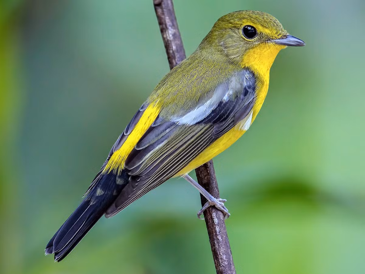 Đớp ruồi bụng vàng (Ficedula elisae) dài 13-14 cm, là loài di cư không phổ biến qua vùng Đông Bắc. Chúng sống ở rừng lá rộng thường xanh, bìa rừng, rừng trồng, vườn, công viên trong mùa di cư, chủ yếu ở vùng đất thấp.