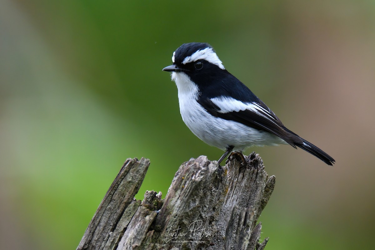 Đớp ruồi đen mày trắng (Ficedula westermanni) dài 11-13 cm, là loài định cư, tương đối phổ biến tại Tây Bắc, Trung Bộ (VQG Chư Yang Sin, Bidoup Núi Bà, khu vực Tà Nung, Tuyền Lâm của Đà Lạt). Sinh cảnh của chúng là rừng lá rộng thường xanh, rừng thông, độ cao 600-2.600 mét.