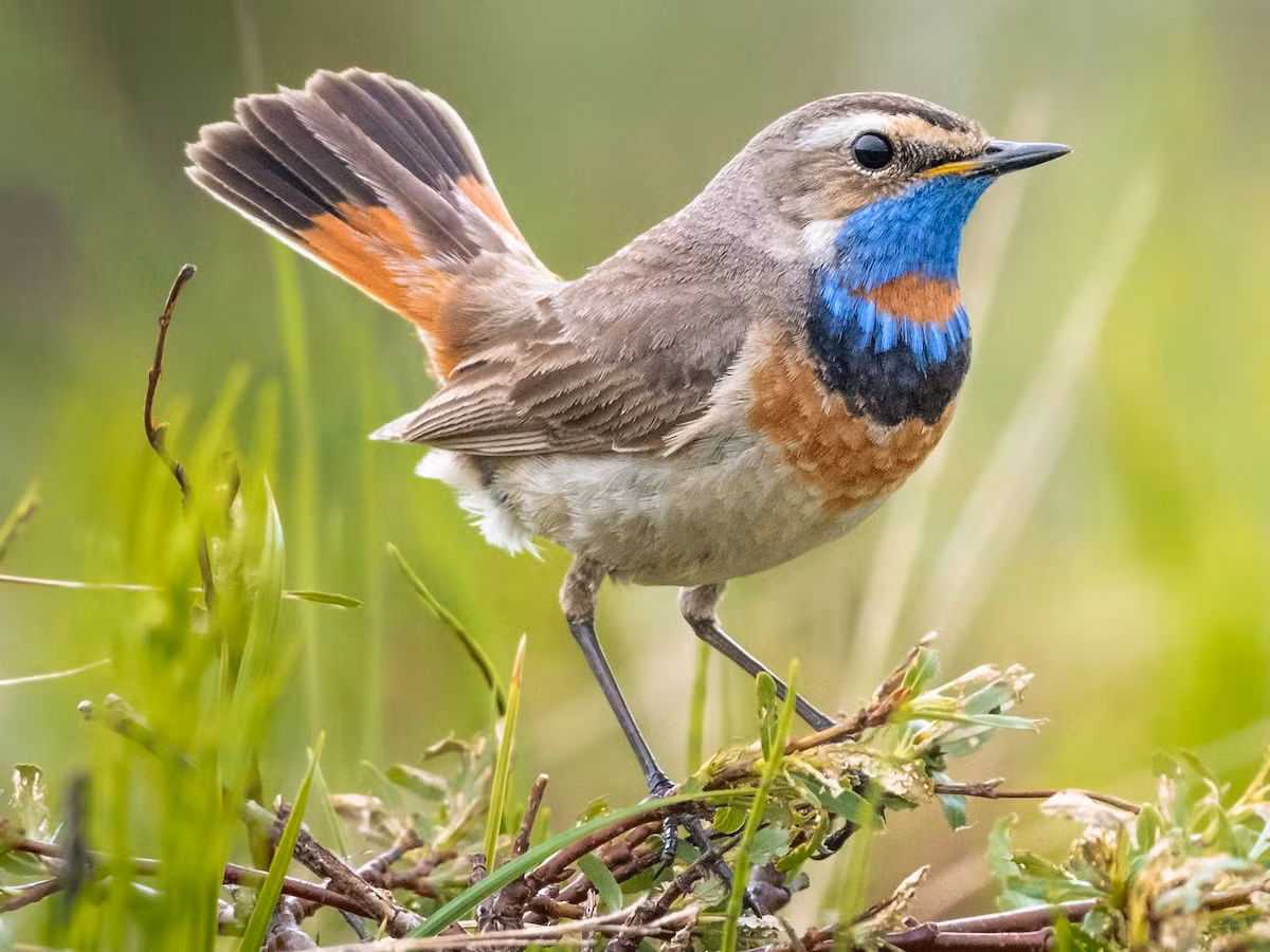 Oanh cổ xanh (Luscinia svecica) dài 13-15 cm, là loài di cư trú đông, không phổ biến tại Đông Bắc, Trung Trung Bộ và Nam Bộ (ghi nhận ở bãi giữa sông Hồng và VQG Xuân Thủy trong mùa di cư). Sinh cảnh của loài này là trảng cỏ, cây bụi, vườn rập rạp gần nước.