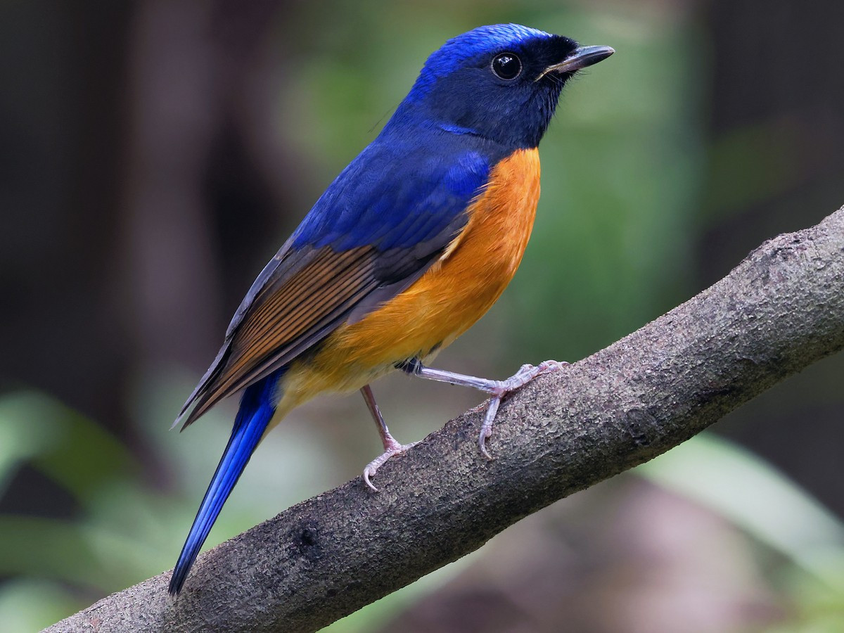  Đớp ruồi cằm đen (Niltava davidi) dài 17-18 cm, là loài định cư, di cư sinh sản không phổ biến tại Tây Bắc, trú đông không phổ biến đến phổ biến tại Đông Bắc và Trung Bộ (dễ gặp tại VQG Hoàng Liên Sa Pa, Tam Đảo, Ba Vì, Cúc Phương). Sinh cảnh của chúng là rừng lá rộng thường xanh, vườn, công viên trong mùa di cư. Ảnh: eBird.