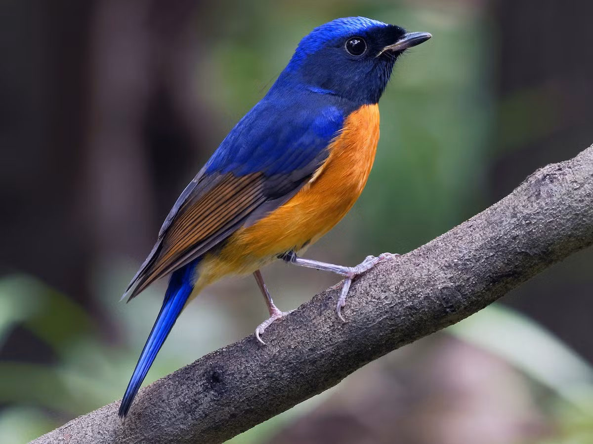  Đớp ruồi cằm đen (Niltava davidi) dài 17-18 cm, là loài định cư, di cư sinh sản không phổ biến tại Tây Bắc, trú đông không phổ biến đến phổ biến tại Đông Bắc và Trung Bộ (dễ gặp tại VQG Hoàng Liên Sa Pa, Tam Đảo, Ba Vì, Cúc Phương). Sinh cảnh của chúng là rừng lá rộng thường xanh, vườn, công viên trong mùa di cư. Ảnh: eBird.