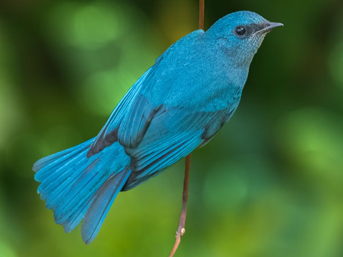 Đớp ruồi xanh xám (Eumyias thalassinus) dài 15-17 cm, là loài định cư, phổ biến trong cả nước, di cư không phổ biến qua Đông Bắc và Nam Trung Bộ (VQG Cúc Phương, Ba Vì, Tam Đảo, Bạch Mã, Chư Yang Sin...).Chúng sống ở rừng lá rộng thường xanh, khu vực trống trải, cây bụi, rừng trồng, rừng ngập mặn... khi di cư.