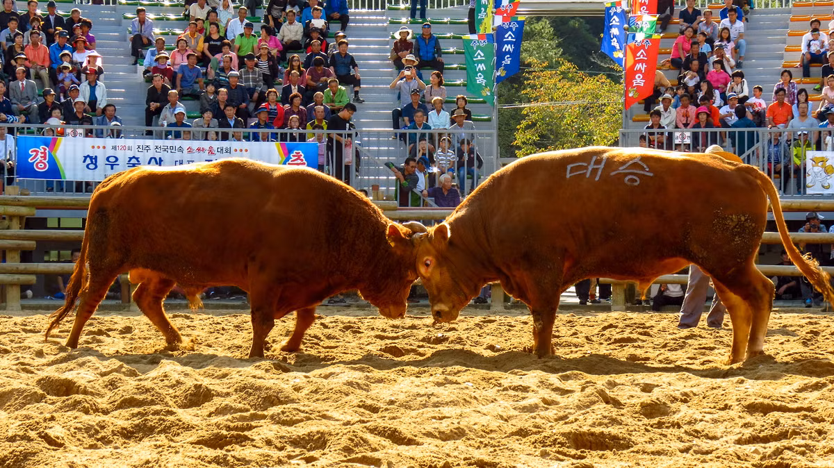  9. Đấu bò Đấu bò ở Hàn Quốc là một văn hóa truyền thống, nhưng khác với Tây Ban Nha, ở đây không áo choàng màu đỏ, không kiếm sĩ, chỉ có 2 con bò đực lực lưỡng so tài với nhau. Những con bò này đến từ 500 trang trại trên khắp Hàn Quốc, phải có sừng lớn, cổ dày và thân mình thấp. Chúng cũng có chế độ ăn đặc biệt bao gồm cá, bạch tuộc sống và rắn. Trước khi vào đấu, các ông chủ thường cho con bò của mình uống rượi soju và vẽ tên hoặc ký hiệu của mình lên trên con bò. Trận chiến chỉ kết thúc khi một trong hai con bò bỏ đi. Khác với chọi trâu ở Việt Nam, con trâu thua cuộc thường bị xẻ thịt thì con bò thua cuộc ở Hàn Quốc chỉ bị cho uống rượu say mèm.