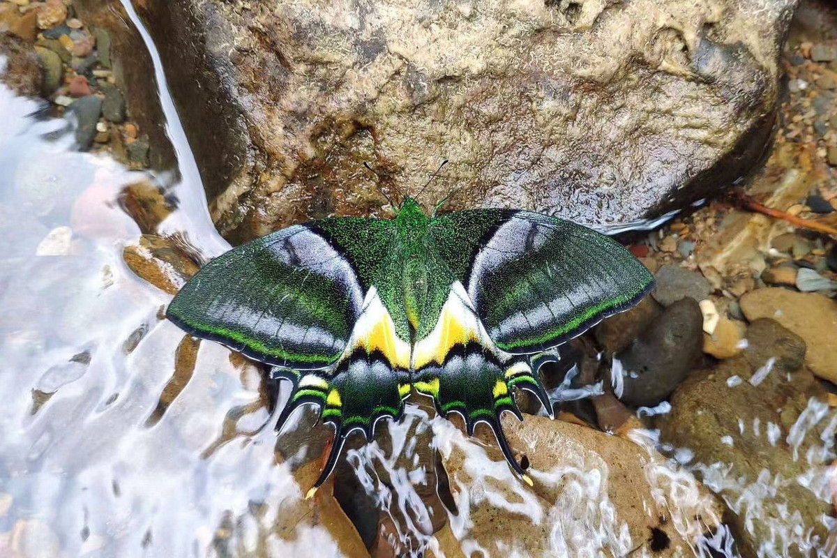 Trong sách đỏ IUCN, bướm phượng đuôi kiếm răng tù là loài nằm trong diện Sắp bị đe dọa. Các chuyên gia khuyến cáo cần bảo vệ sinh cảnh của chúng tại các vùng núi cao và nghiêm cấm các hoạt động thu bắt, buôn bán. Ảnh: Encyclopedia of Life.