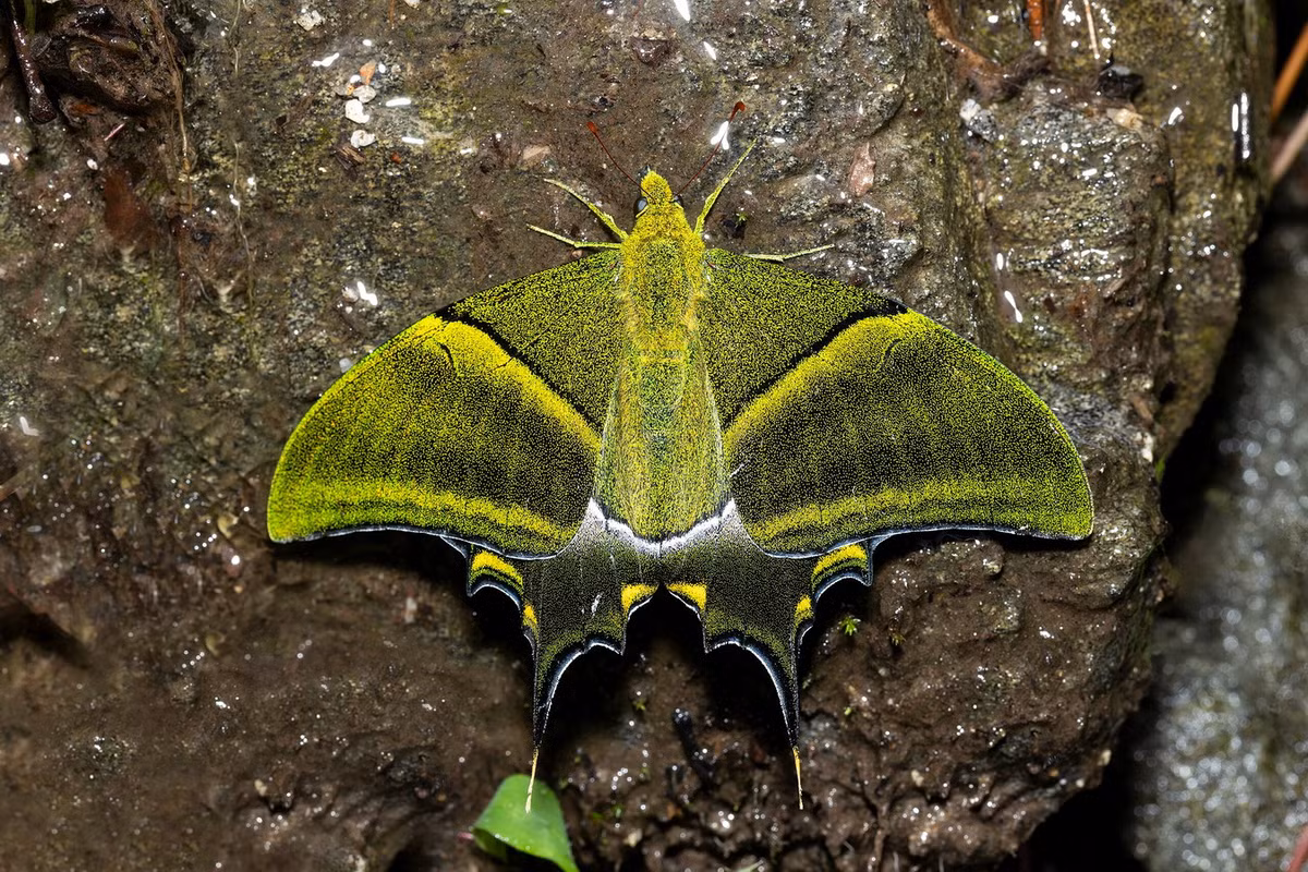 Là loài lưỡng hình giới tính, bướm đực có một đuôi dài ở mạch cánh thứ 4, bướm cái có hai đuôi dài ở mạch cánh thứ 4 và 6, ba đuôi ngắn ở mạch cánh thứ 2, 3 và 5. Ảnh: Wikipedia.