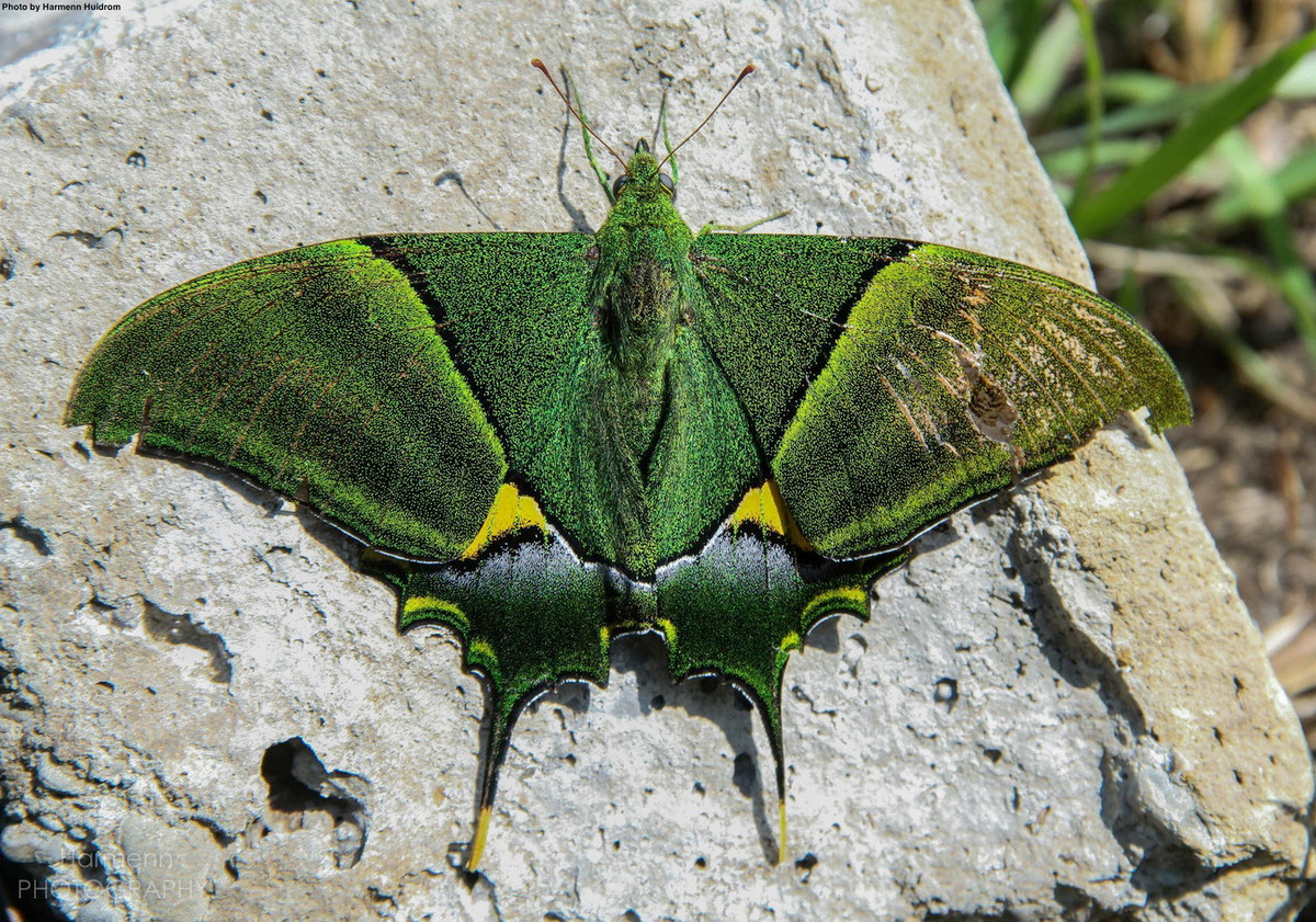 Phân bố từ phía Đông dãy Himalaya ở Nepal và Bắc Ấn Độ đến các vùng núi cao của Việt Nam, bướm phượng đuôi kiếm răng tù (Teinopalpus imperialis) là một loài bướm đẹp và quý hiếm bậc nhất thế giới. Ảnh: Flutters.