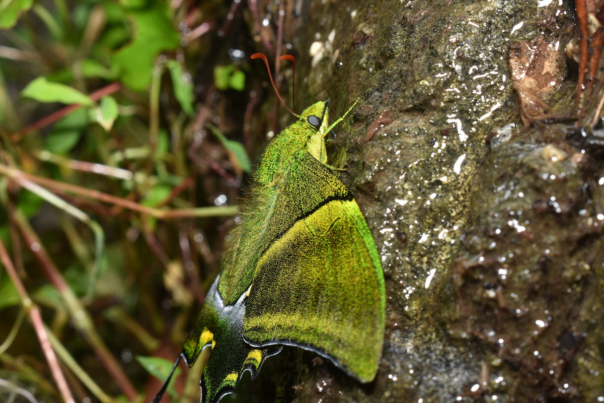 Hiện nay, thông tin về mức độ phong phú của các quần thể loài bướm này ở Việt Nam vẫn còn thiếu. Số lượng của chúng chịu tác động của việc phá rừng và thu bắt, buôn bán mẫu vật. Ảnh: Wikipedia.