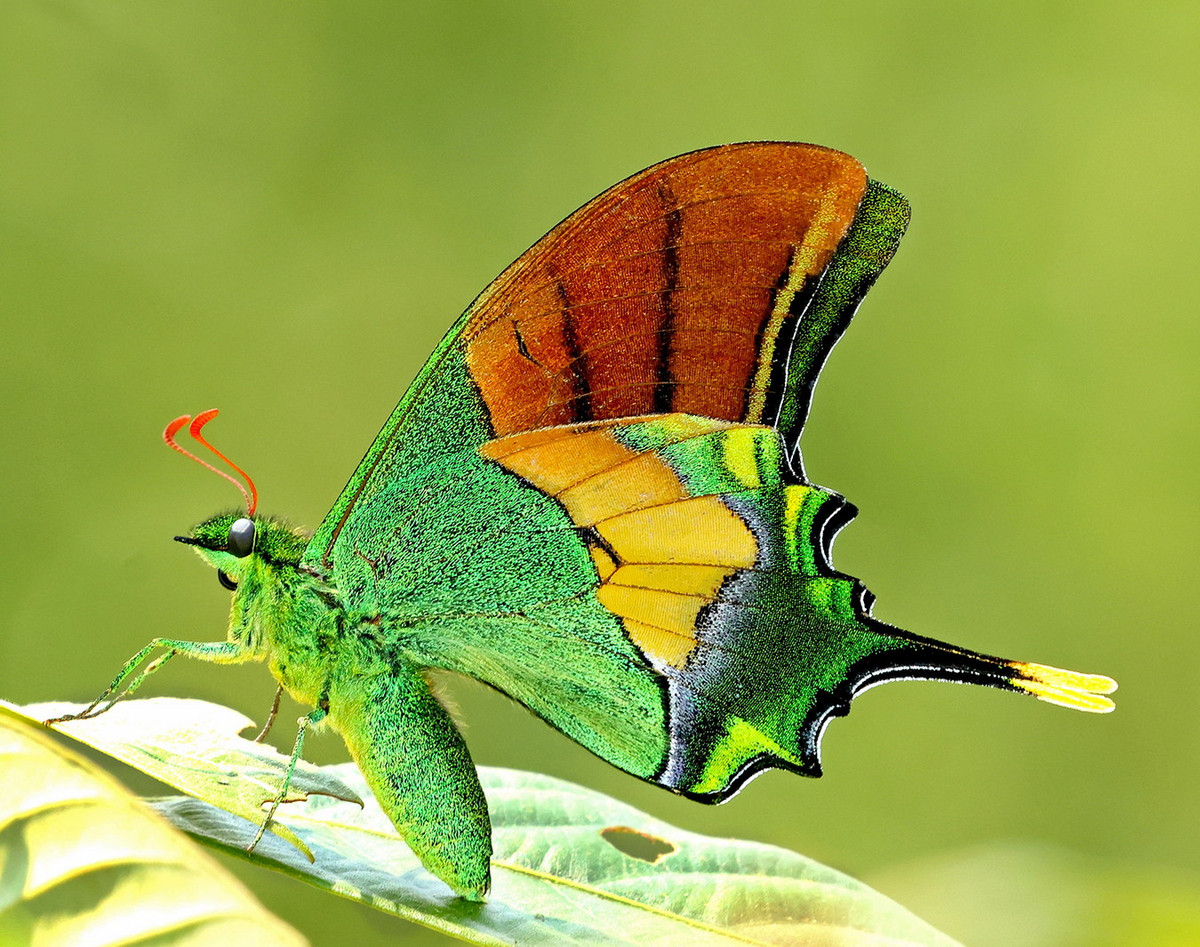 Tại Việt Nam, bướm phượng đuôi kiếm răng tù được ghi nhận ở Lào Cai (Vườn quốc gia Hoàng Liên), Cao Bằng (Vườn quốc gia Phia Oắc – Phia Đén), Vĩnh Phúc (Vườn quốc gia Tam Đảo), Kon Tum (Khu bảo tồn Ngọc Linh). Ảnh: Greenwings Wildlife Holidays.