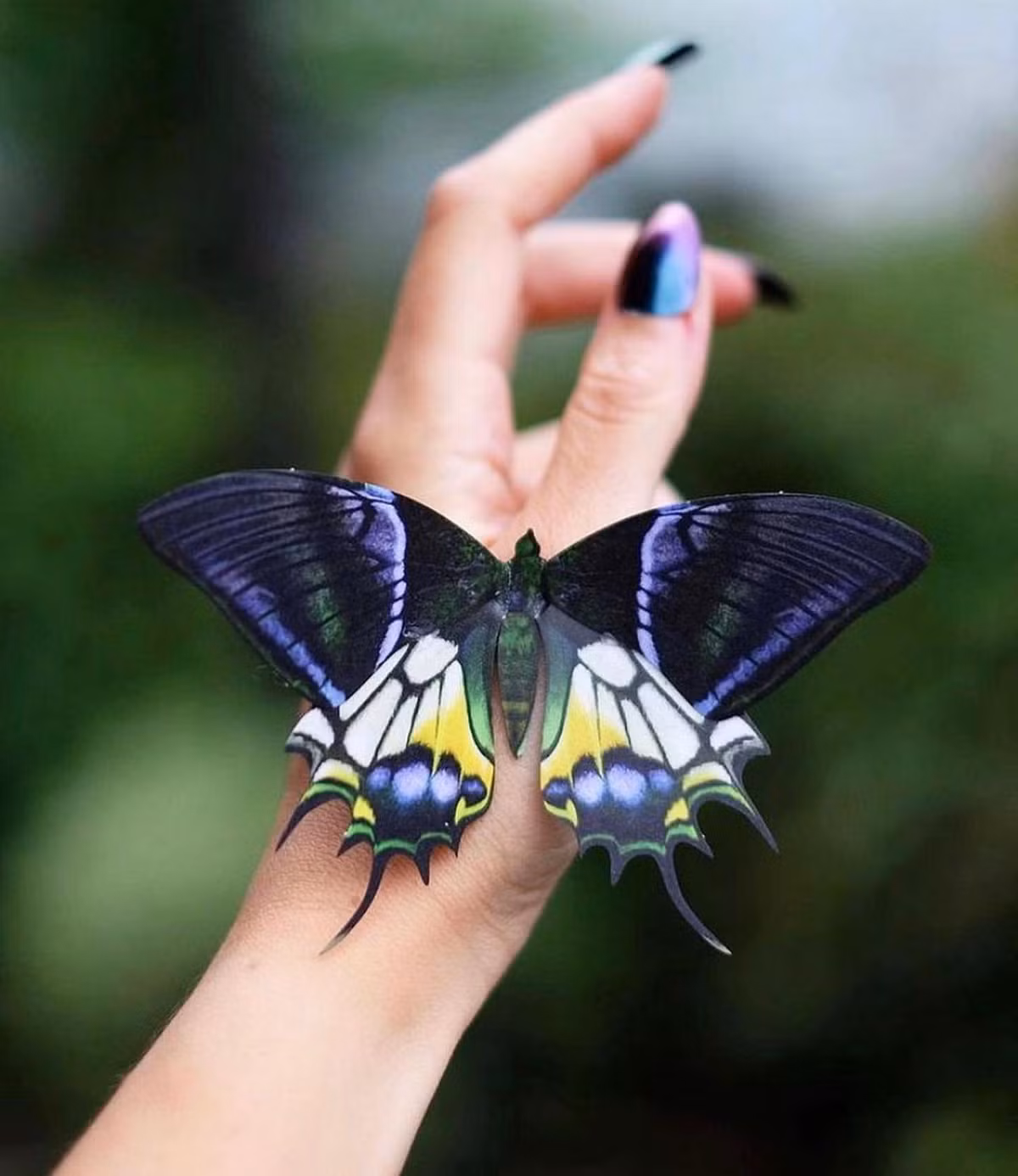 Do sinh sống ở các vùng núi cao hiểm trở, bướm phượng đuôi kiếm răng tù loài rất hiếm gặp, ngay cả các nhà nghiên cứu côn trùng cũng ít khi có cơ hôi chiêm ngưỡng vẻ đẹp kiêu kỳ của chúng. Ảnh: Mothandmyth/ Instagram.